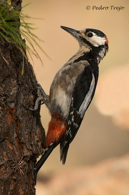 Pico picapinos del Teide (Dendrocopos major canariensis)